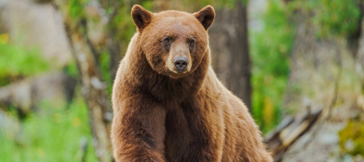Oso