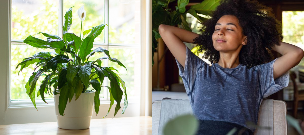 Plantas