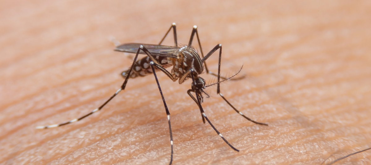 No es solo fiebre amarilla, también hay alerta por aumento de dengue en el país: así está el panorama en Antioquia
