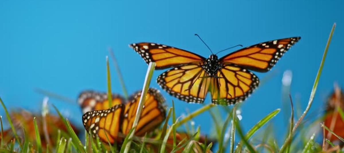 Mariposas