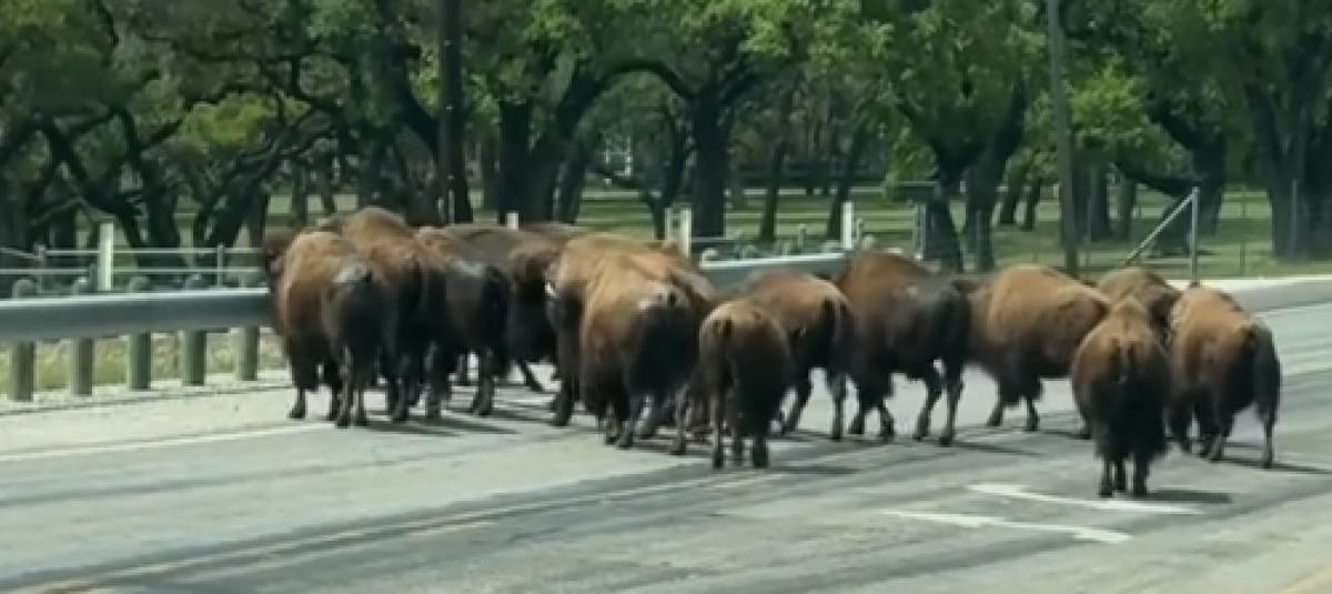 Un grupo de animales frenaron la carretera de Texas.