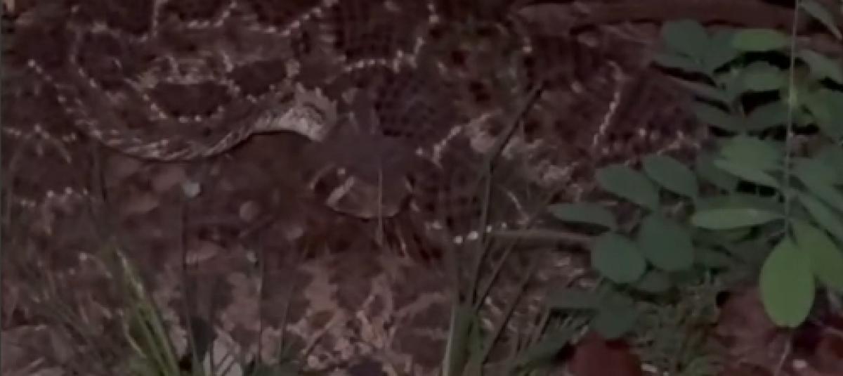 La naturaleza sorprendió a los habitantes de Texas.