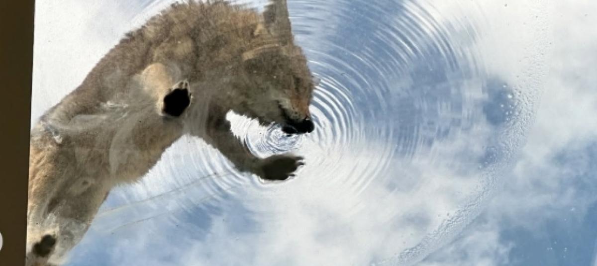 El inesperado momento que quedó capturado por un peluquero de California.