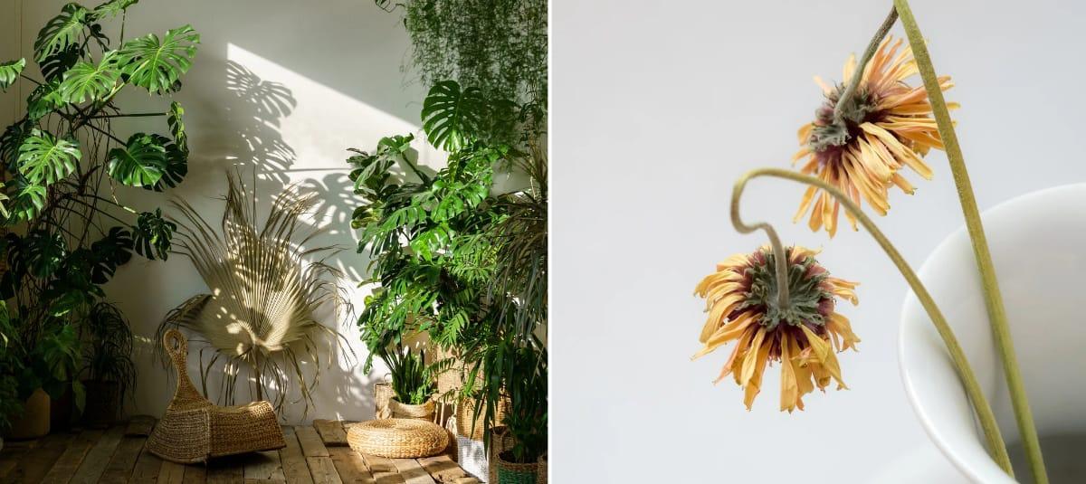 Plantas