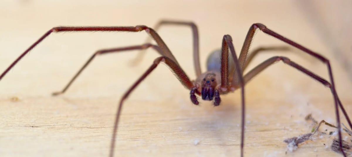 Araña peligrosa
