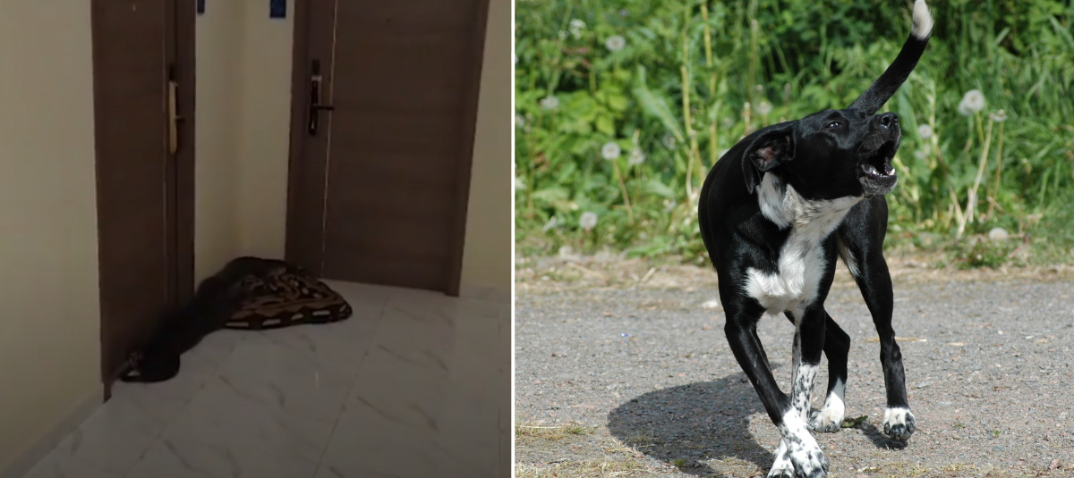 Ladridos de perro