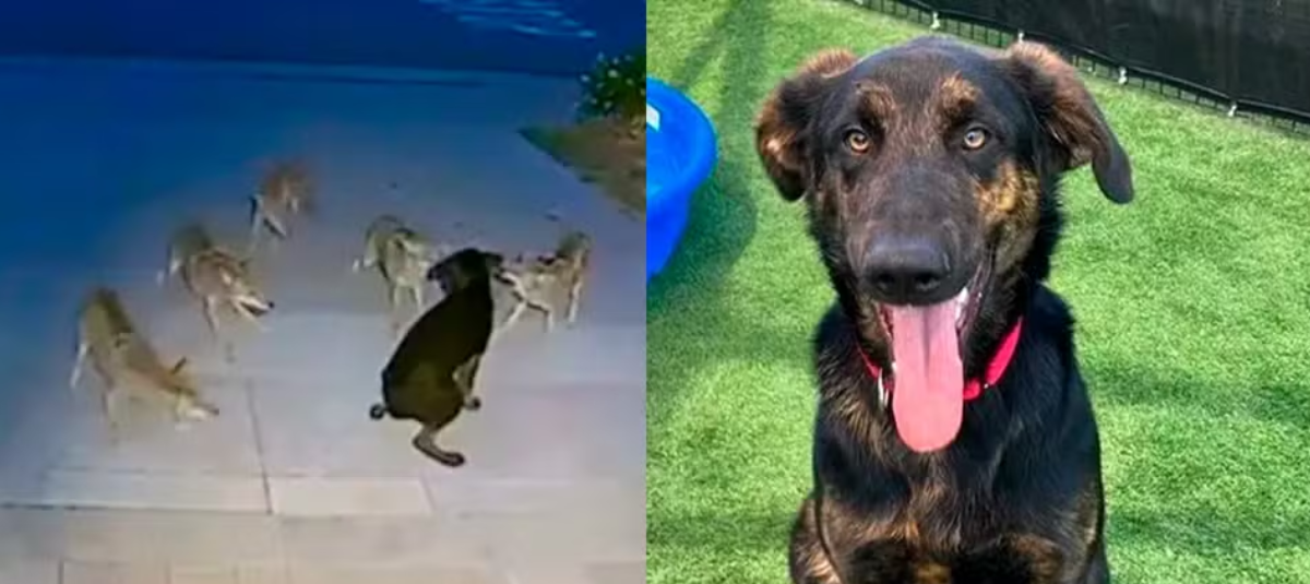 PERRITO DUKE