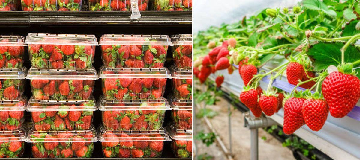 Fresas