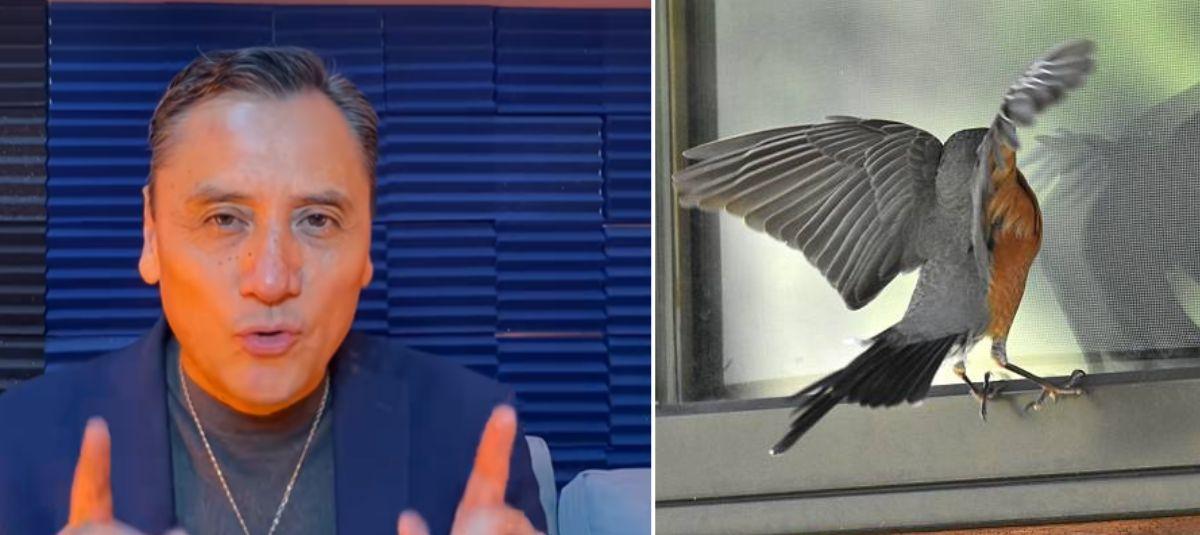 pájaro