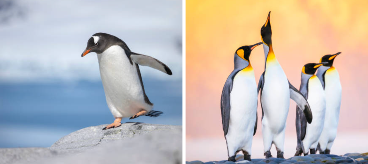 pingüinos