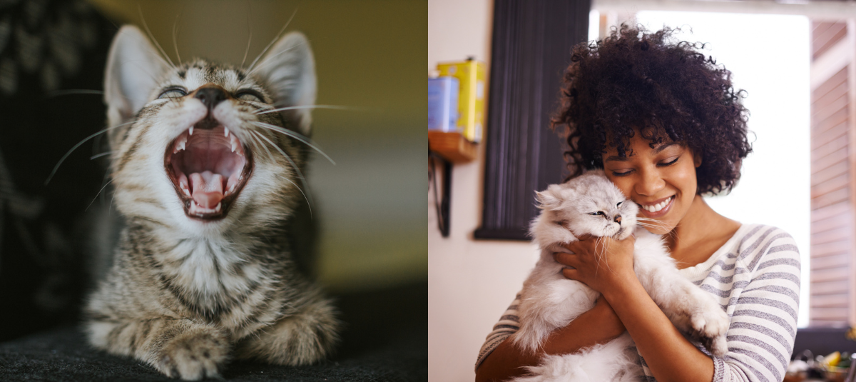 Gatos