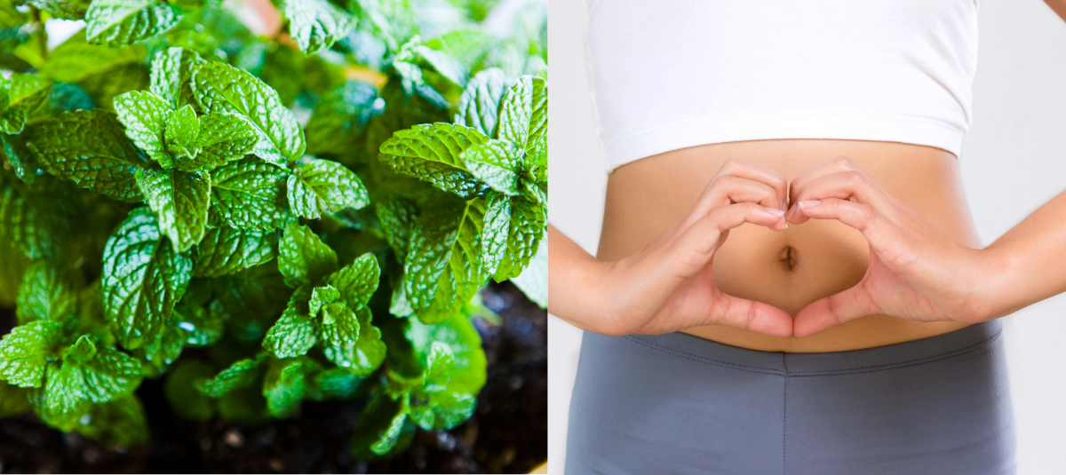 Menta beneficios