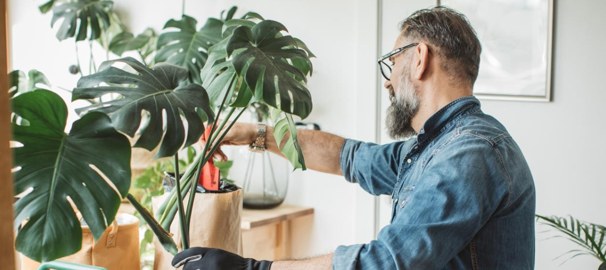 Plantas