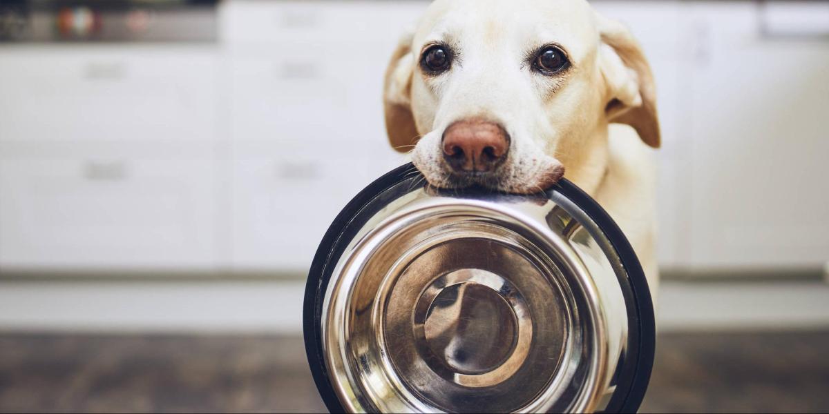 que malos son los pedos de perro