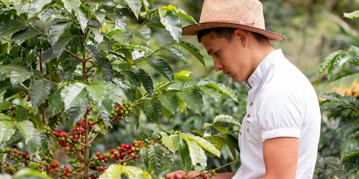 La Federación Nacional de Cafeteros destinó a los caficultores restituidos del Valle del Cauca, US$100.000 otorgados por la compañía tostadora y distribuidora de café japonesa, Ajinomoto AGF.
