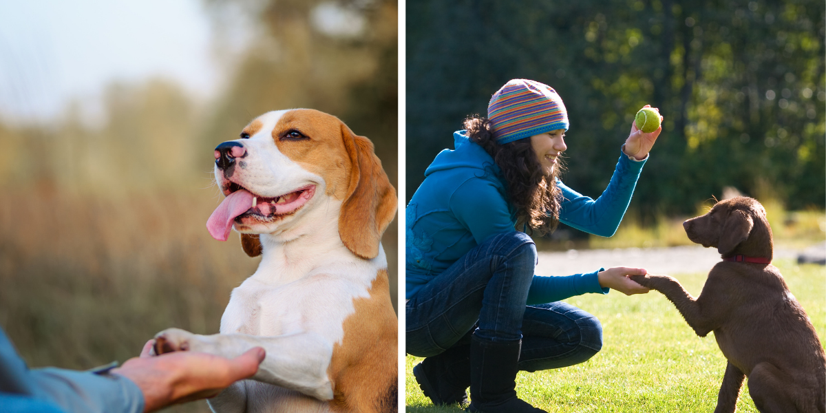 con qué frecuencia los criadores crían a sus perros