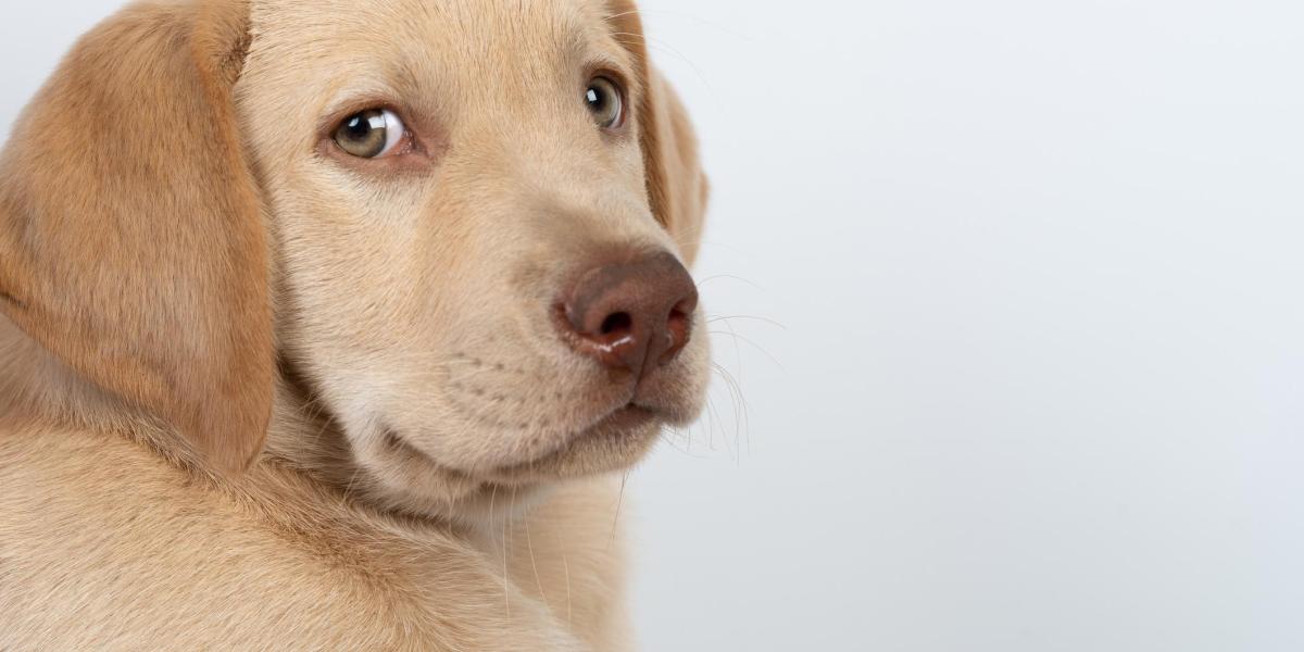 los perros reconocen su propia raza
