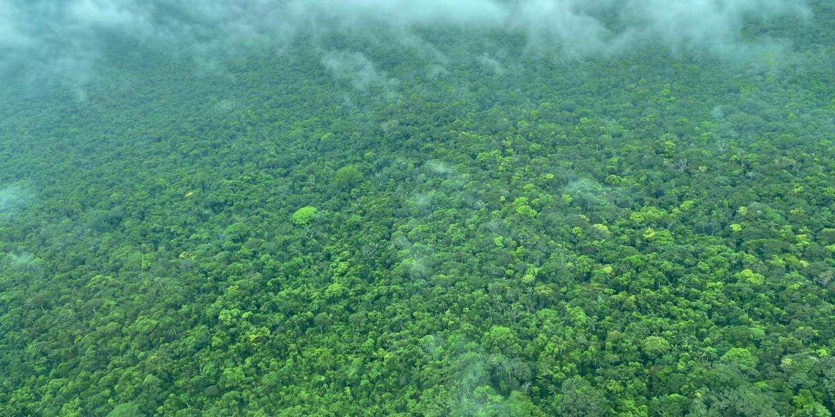 Logro histórico: en 2023 la deforestación en Colombia se redujo a la cifra  más baja en 23 años