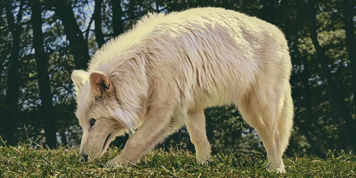 qué tamaño tienen los híbridos de lobo