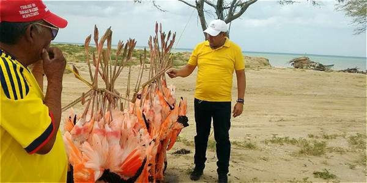 Los flamengos son aves migratoria que gran parte del año recorren parte del centro y norte del departamento de La Guajira.