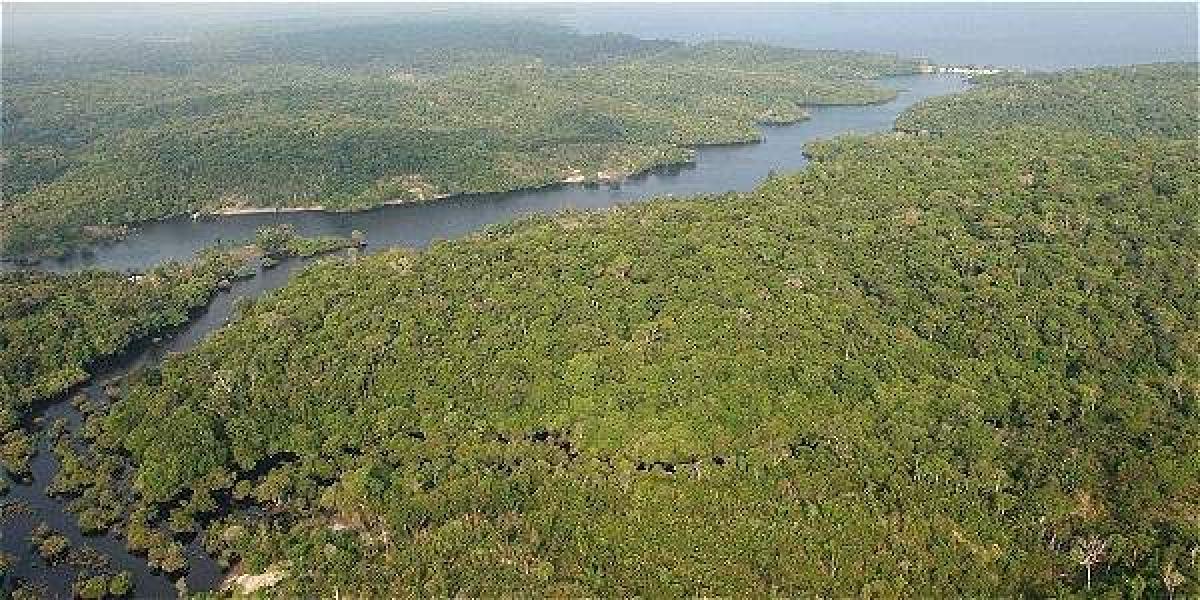 Entre el 2012 y el 2014, un total de 208.400 hectáreas de zonas vírgenes de árboles se transformaron en ecosistemas intervenidos por el hombre.