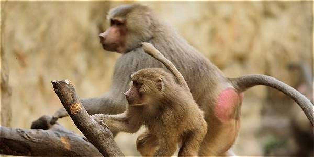 Los resultados, publicados este miércoles en la revista PLOS ONE, sugieren que esta cualidad deriva de una aptitud ya presente en el último ancestro que humanos y monos tienen en común.