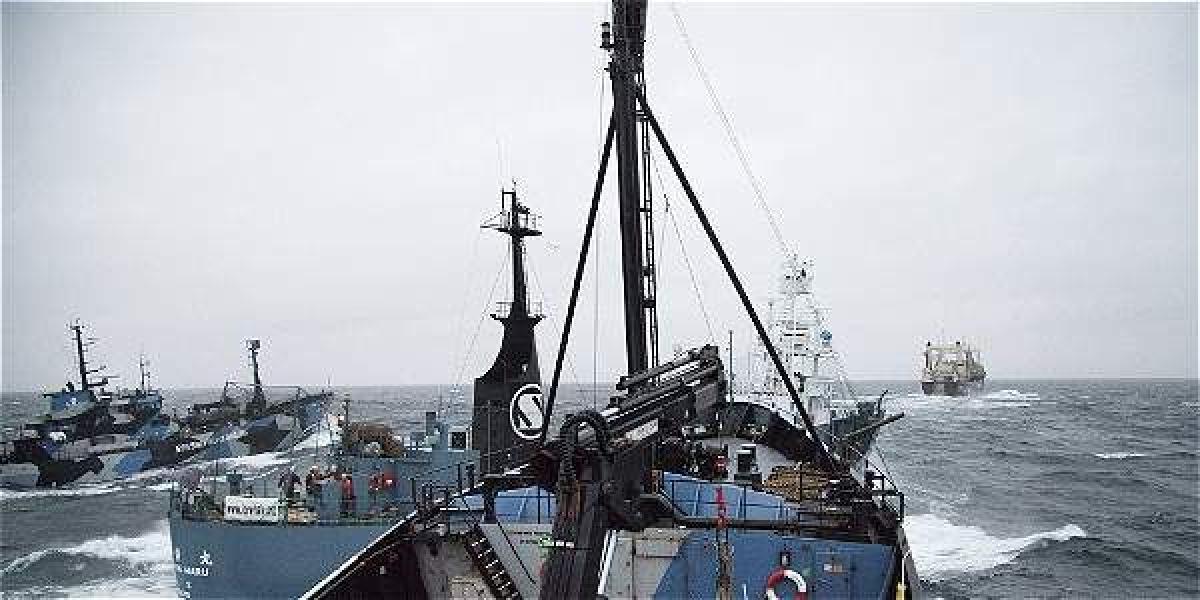 Sea Shepherd tendrá que dejar los ataques físicos a los balleneros que estén cazando con fines investgativos.