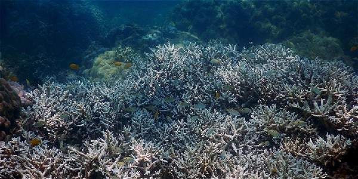 El 35 por ciento de los corales han muerto o se están muriendo en 84 arrecifesque estudiaron en las zonas norte y centro de la Gran Barrera, entre Townsville y Papua Nueva Guinea.