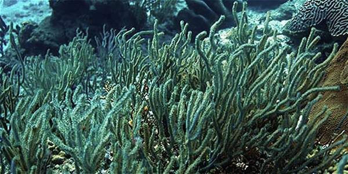 Los océanos no están en condiciones óptimas en lo que se refiere al crecimiento del fitoplacton y algunas partes están desérticas.