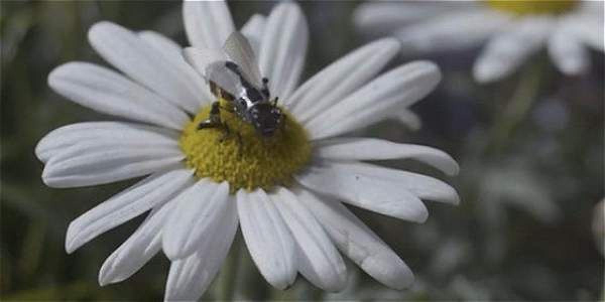 Las abejas robóticas protagonizaron un capítulo de 'Black Mirror'.