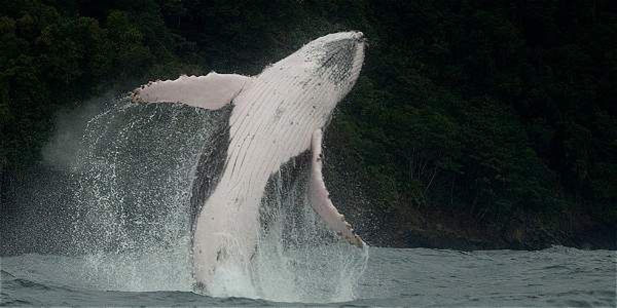 Cachalotes y ballenas de aleta, azules, jorobadas y enanas fueron las especies más afectadas por la caza.
