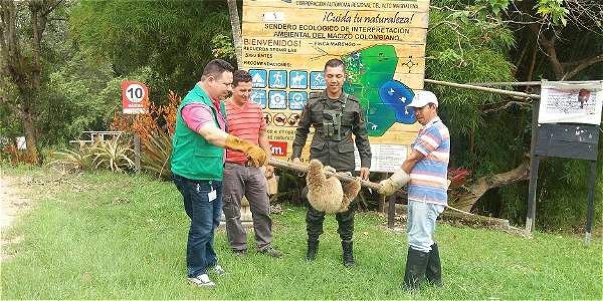 La Policía Ambiental trasladó al animal a las instalaciones de la Dirección Territorial Sur de la Corporación Autónoma Regional del Alto Magdalena (CAM).