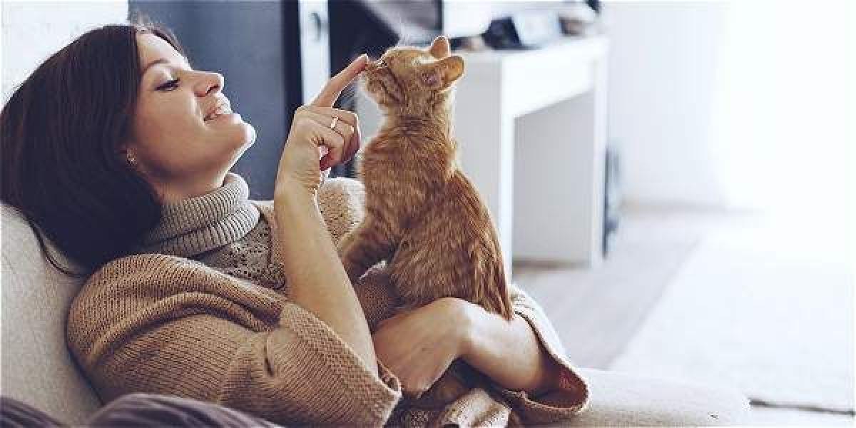 Aunque los gatos sean animales independientes necesitan tener una interacción con su dueño.