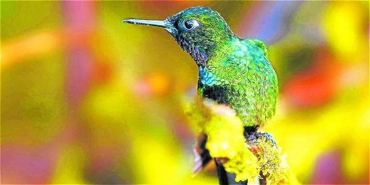 Medellín, por su posición geográfica, variedad de climas, amplias zonas boscosas y abundantes fuentes de agua, ofrece a las aves un lugar con excelentes condiciones para vivir.