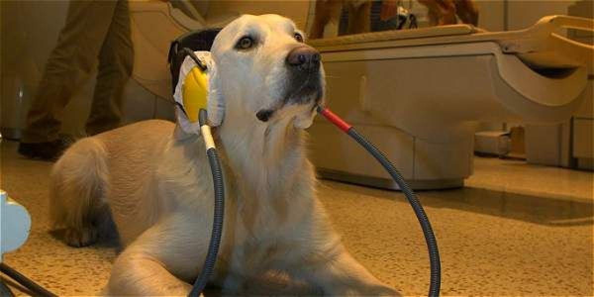 Con un escáner, los investigadores estudiaron las reacciones en el cerebro de los perros a las palabras que les decían. Family Dog Project