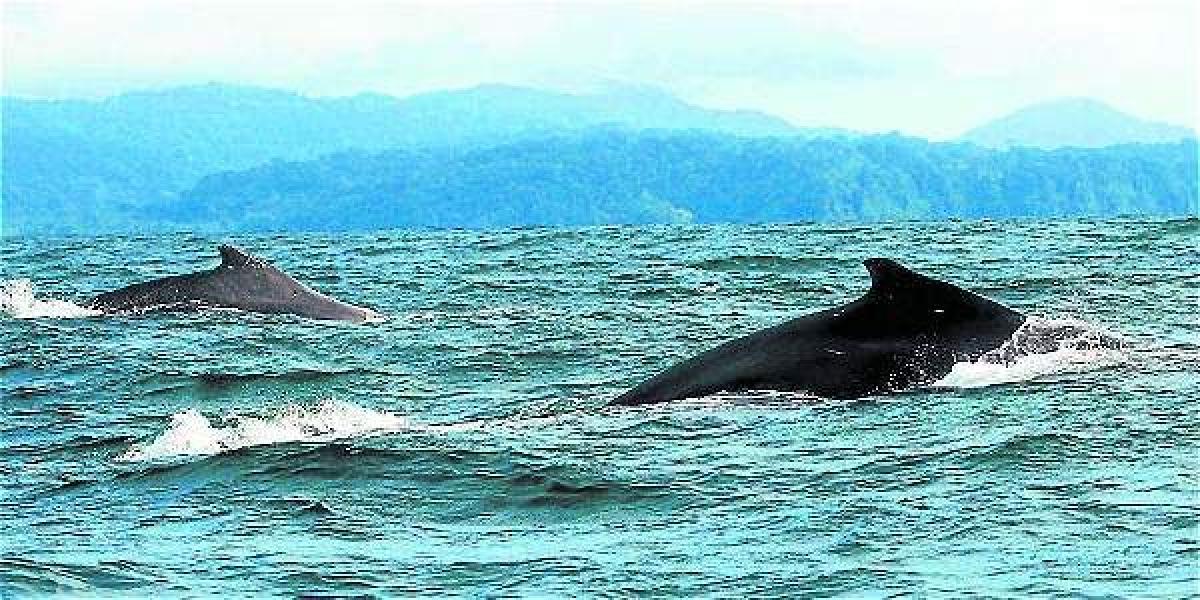 Según el estudio, los animales marinos de gran tamaño -como las ballenas- son los que más tienen riesgo de extinción por ser el primer objetivo para el consumo de la pesca.