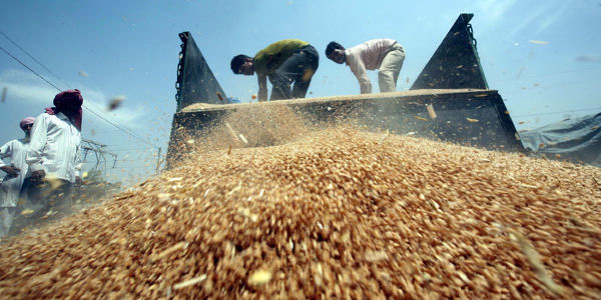 Los precios del trigo bajaron en julio por la elevada oferta a nivel global
