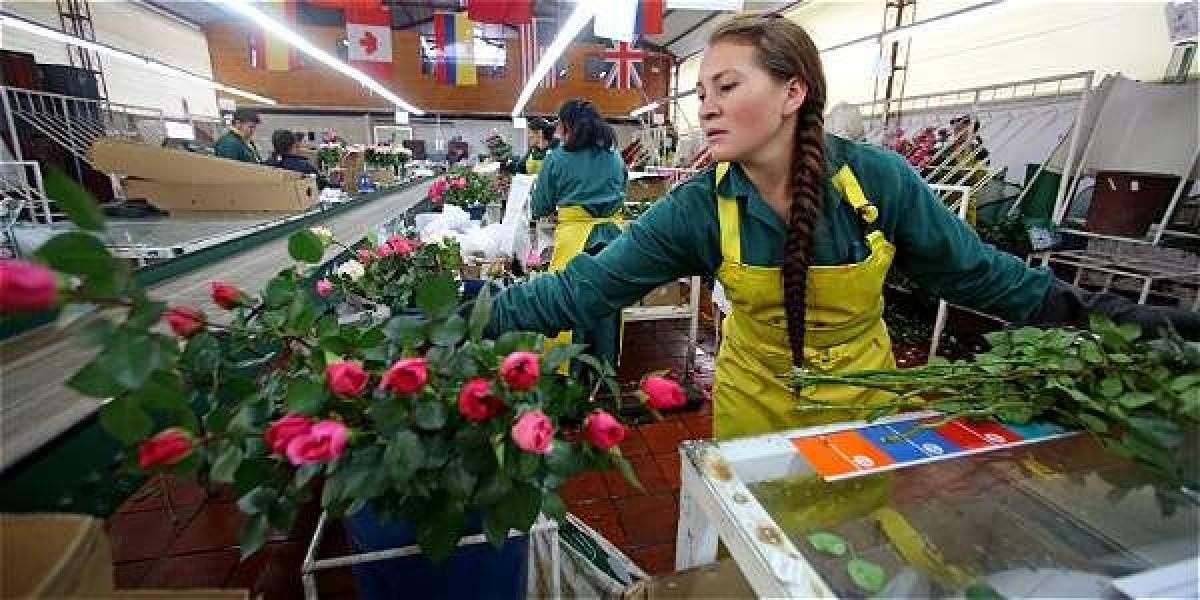 Para la efemérides se espera enviar al mercado de los Estados Unidos no menos de 500 millones de tallos, en su mayoría rosas.