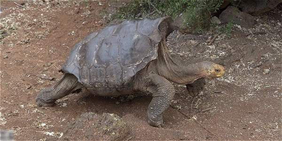 La tortuga pertenece a la especie Chelonoidis hoodensis.