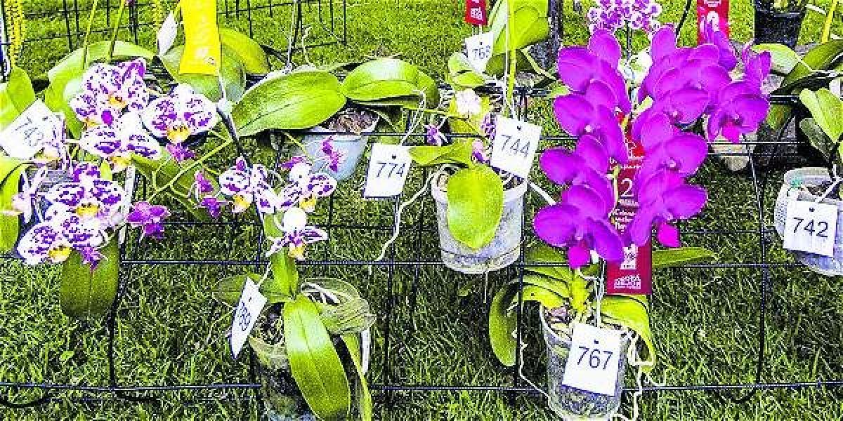 La orquídea 'Cattleya trianae', de color blanco, es símbolo de reconciliación y paz del Jardín Botánico.