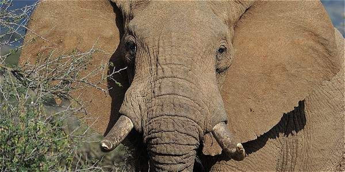 Durante los últimos dos siglos, el área de distribución de estos elefantes ha disminuido, al mismo tiempo que su población ha sufrido un declive masivo.