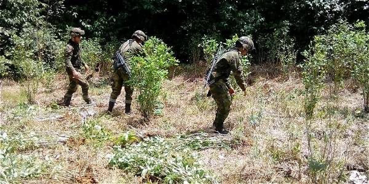 Erradicación manual adelantada por integrantes de la Policía Nacional en las selvas del Guaviare y Putumayo.