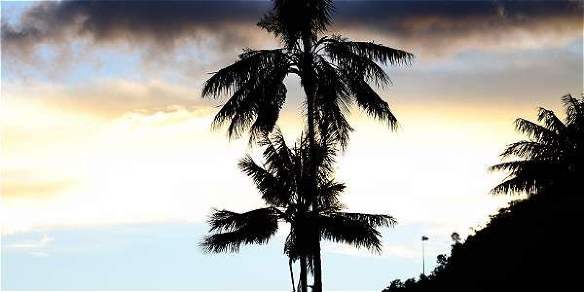 La palma de cera fue declarada como árbol nacional tras la ley 61 aprobada por el Congreso y sancionada en septiembre de 1985.