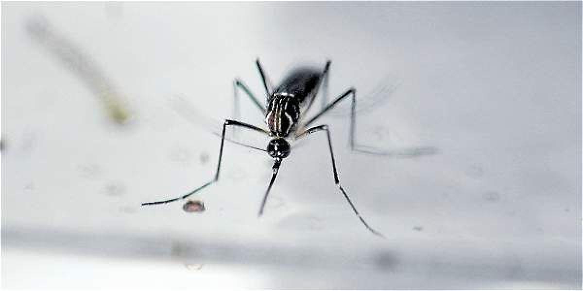El zika es un virus que se transmite por la picadura de mosquitos vectores del género Aedes, como el dengue y el chikunguña.