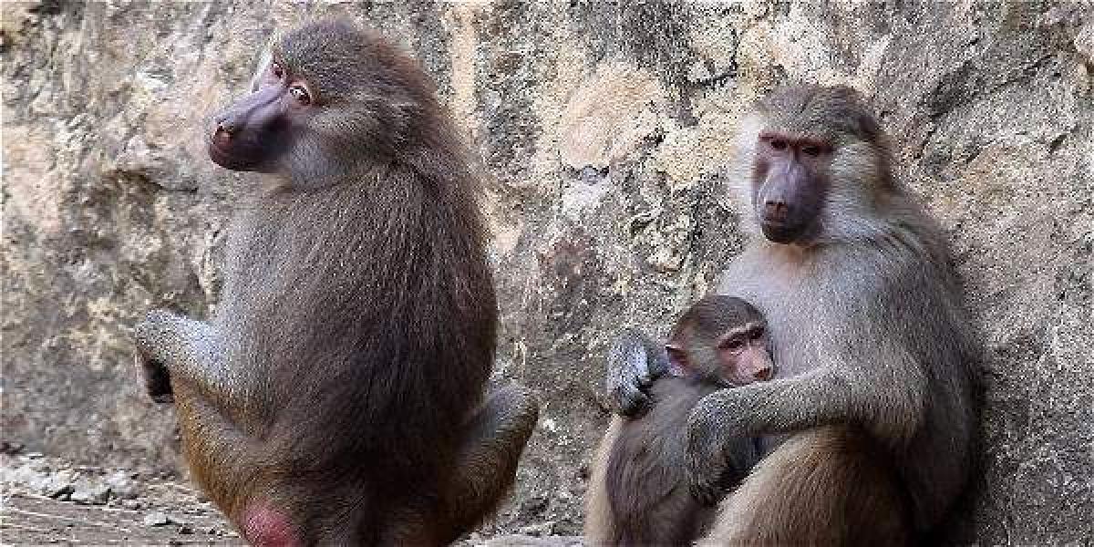 En la investigación se analizaron a 16 monos adultos de sexo masculino, de los cuales 10 habían sido padres.