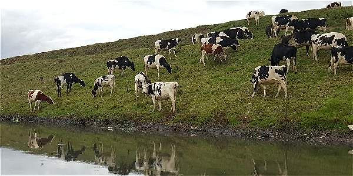 Por lo menos 2.000 vacas beben y pastan a lo largo del río Bogotá.