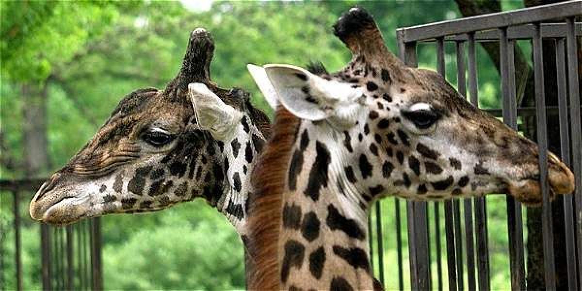 Para este trabajo, los investigadores examinaron el ADN procedente de biopsias de piel de 190 jirafas, un muestreo que incluía muestras de las nueve subespecies previamente catalogadas.