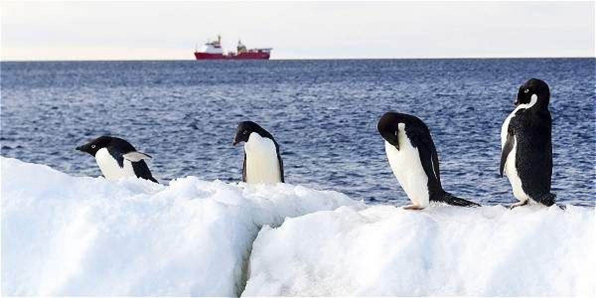 La reserva del mar de Ross es hogar de un tercio de la población mundial de pingüinos adelaida y un cuarto del de los pingüinos emperador.