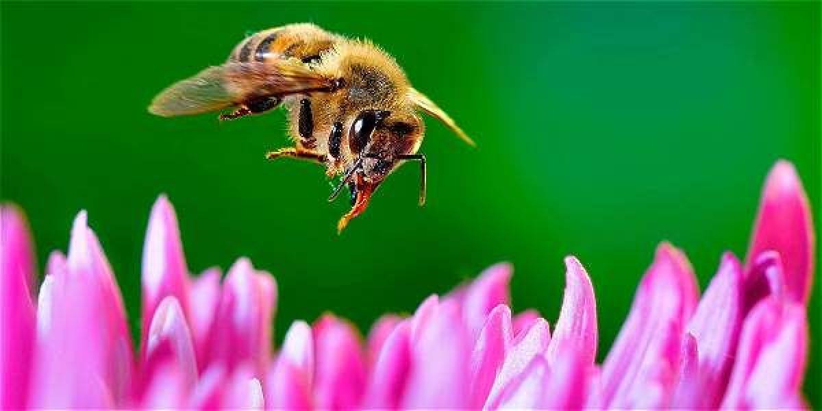 Se calcula que cada año mueren 300.000 colonias de abejas en Francia, según la Unión Nacional de Apicultura Francesa.