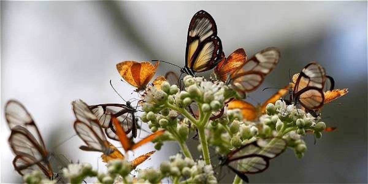 Mariposas de 33 especies, desde el tamaño de una falange hasta cuatro dedos juntos, en el mariposario del Recinto del Pensamiento.